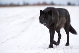 The Mystery of North America's Black Wolves